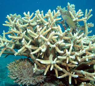Reef Magic - Tauchen 9