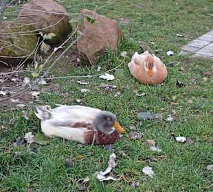 Streichelzoo Rülzheim