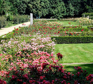 Spaziergang durch den Rosengarten