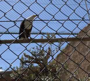 Malta Falconry Centre