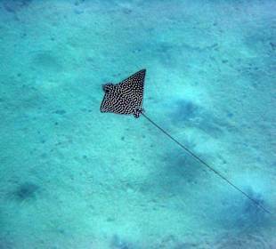 Adlerrochen am Hausriff Süd Brayka Bay