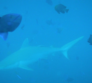 Grauer Riffahi auf Tuchfühlung