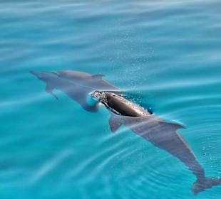 Simsim Dezember 2019