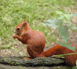 Zu Besuch bei den Eichhörnchen
