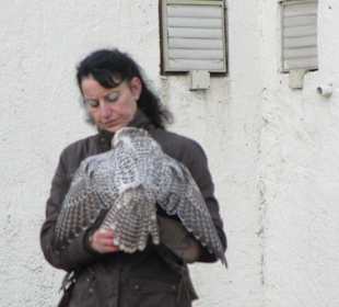 Flugshow Falkenhof Augustusburg