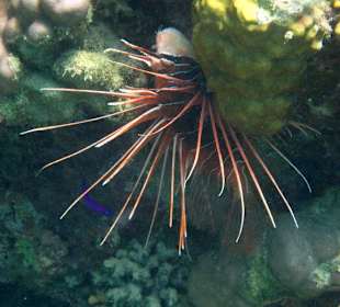 Feuerfisch in der Bucht