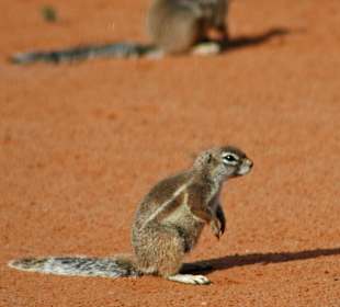 Suricaten (Erdmännchen)