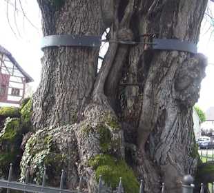 Ergat Dorfplatz Mittelzell