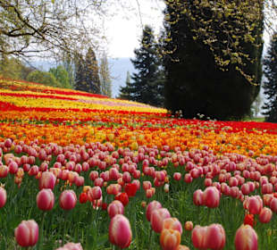 Frühling auf der Insel Mainau