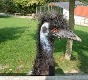 Guten Tag Herr Strauß