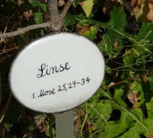 Der Bibelgarten des Bremer Doms