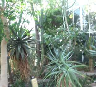 Gewächshäuser Botanischer Garten