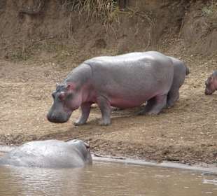 Flusspferd am Mara River