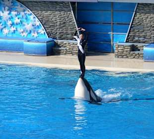 Shamu Show