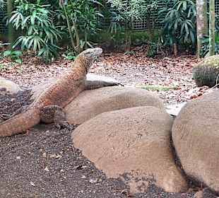 Singapur Zoo
