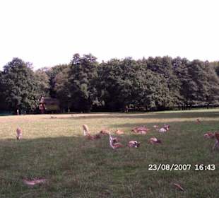 Hirschgarten und Park in Blankese