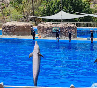 Tolle Delphin Show