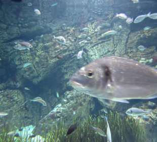 Meerwasser Aquarium