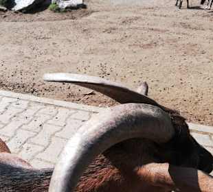 Siehst du meine Hörner