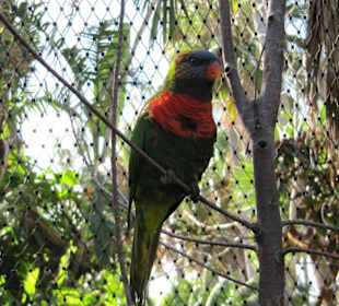 Pájaros y más pájaros