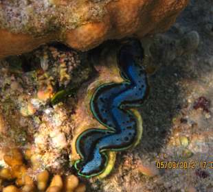 Muschel am vorgelagerten Riff