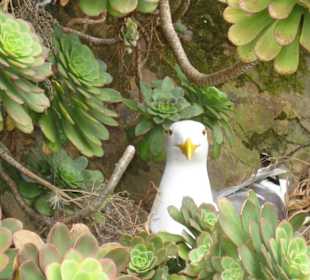 Vogelschutzgebiet Alcatraz