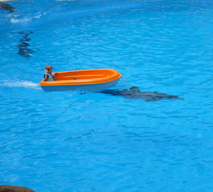 Arbeiten mit den Delfinen