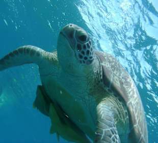 Schildkröte nachmittags am Nordriff