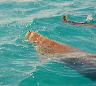 Schnorcheln Marsa Alam