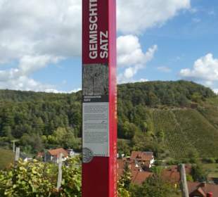 Beim terroir f (oberhalb von Ramsthal)