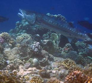 Großer Barakuda vor der Coraya Bucht