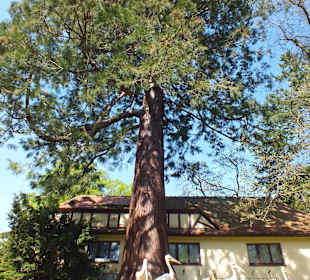 Pelikane