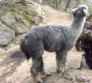 Südamerikabereich - Alpakahaus