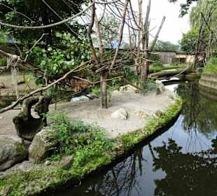Außengehege der Affen im Zoo Salzburg