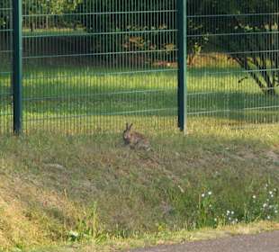 На территории Европа Парка