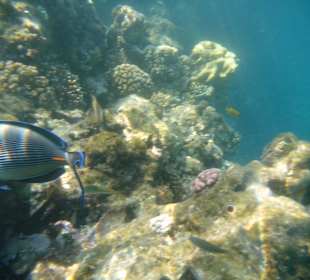 Delfintour 07.08.2012 