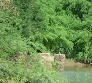 Und es grünt wieder