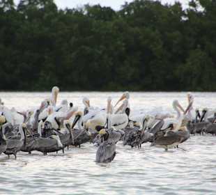 Pelikane vor Isla de Pasion
