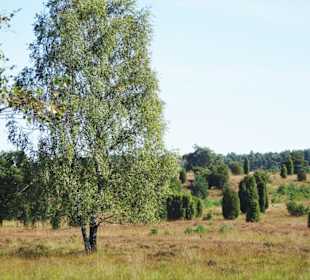 Wanderung von Undeloh durch die Heide