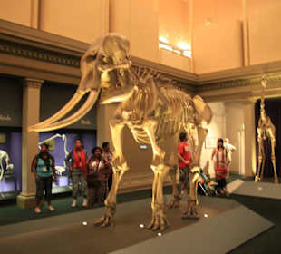 Naturgeschichtliche Sammlung