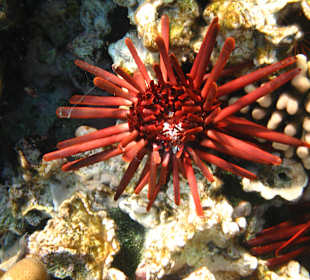 Hotel Stella Makadi Beach Resort