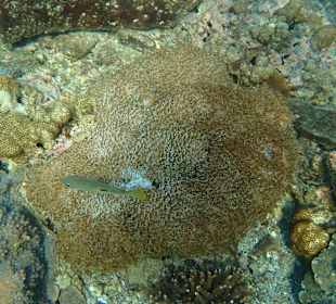 Unterwasserwelt Musandam