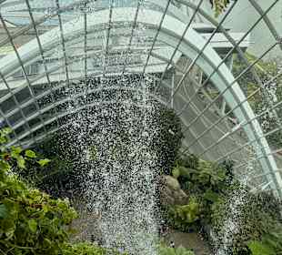 Cloud Forest