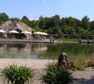 Große Fische im See