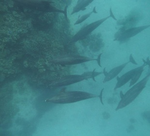 Mogli Delfine und Schnorcheln 