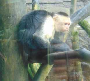 La Paz Waterfall Gardens