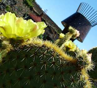 Kaktusgarten 4