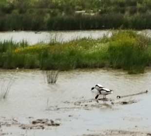 Naturpark S'Albufera