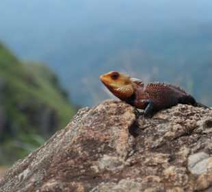 Little Adams Peak