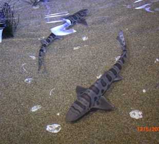 Monterey Bay Aquarium